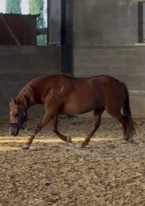 Mare No Origin Recorded For sale 2020 Chesnut