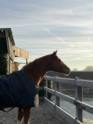 Hongre 3 ans : emerald van't ruytershof x zirroco blue 