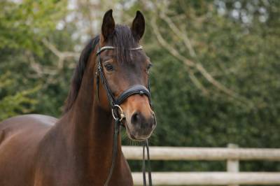 Hongre westphalien dressage par apache/furst romancier