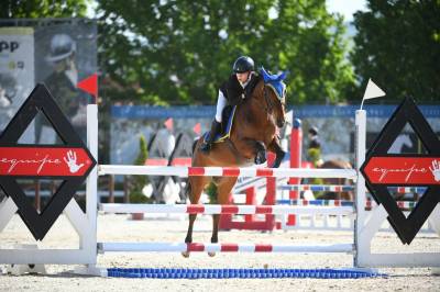 Pony baio francese del 2016