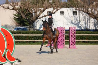 ‼️sf de 6 ans cavalier expérimenté ‼️
