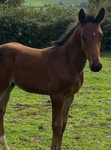 à vendre ou échange poulain sf par halifax