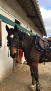 Sella da cross eric thomas  17.5