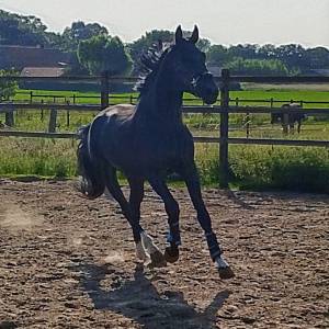 Recherche des demi-pensionnaires pour mes chevaux