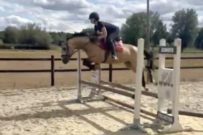 Dekhengst Nederlandse pony Te koop 2022 Wildkleur ,  HAMLET