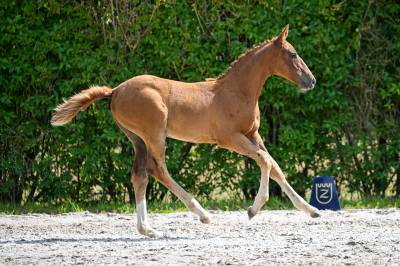 Très chic pouliche 2025