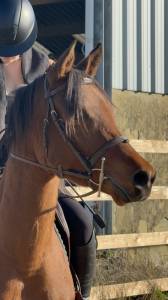 Pur sang arabe à vendre 