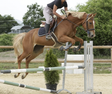 Yegua Silla Francés En venta 2020 Alazán