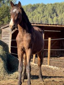 Puledro zangersheide in vendita 2024 baio ,  dominator z