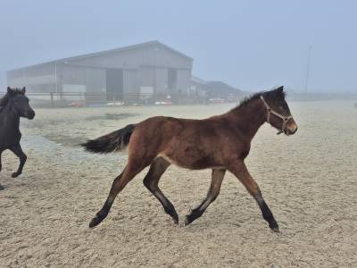 Caballo castrado welsh part bred en venta 2025 bayo