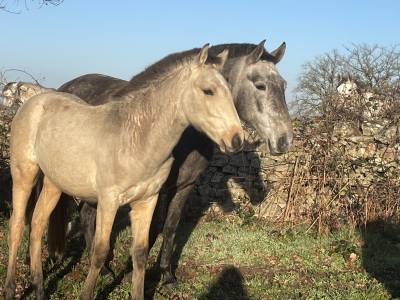 Puledro lusitano in vendita 2025 isabella ,  magistral de la combe