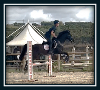 Ruin engelse rijpony te koop 2018 bruin / bai ,  greengage  fool