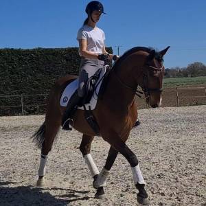 Castrone lusitano in vendita 2013 baio