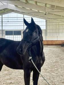 Jolie jument sf 2016