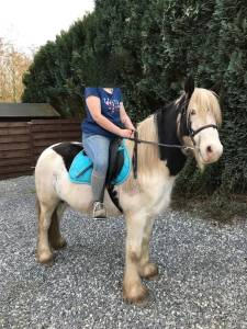 Sissi, jument iris cob à adopter