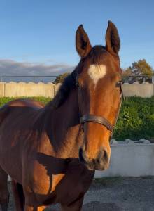 Mare origin recorded for sale 2022 bay