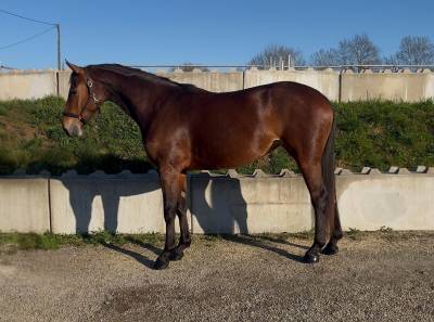 Mare origin recorded for sale 2022 bay
