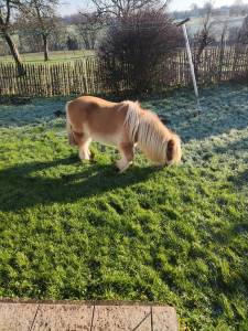 Deux poneys a donner