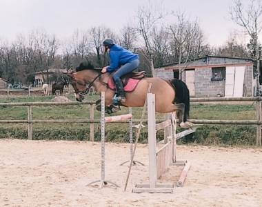 Superbe poney pfs de 10 ans par lennicha de florys