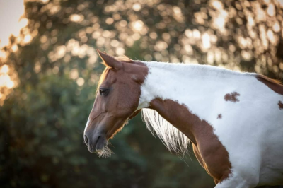 Demi-pension/complète disponible pour kalou & rowan