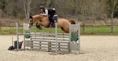 Cheval pour sauter 125/130cm