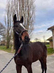Hongre sf de 4 ans par unaniem x master van de helle