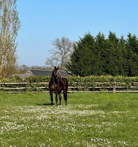 Caballo castrado silla francés en venta 2022 bayo por unaniem (nld)