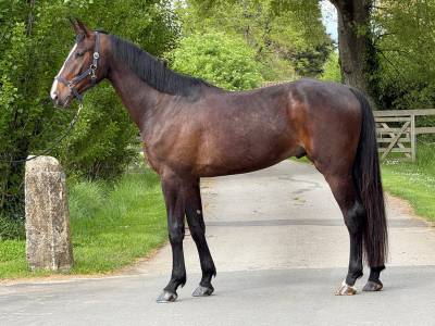 Hongre sf de 4 ans par unaniem x master van de helle