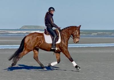 Cheval lusitanien pp 6 ans