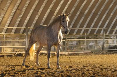 Cavallo spagnolo 7 anni