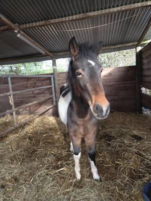 Maya, top ponette de 3 ans 