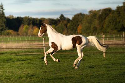 Envol van de rib - rijpaard 2014 , roccossifred