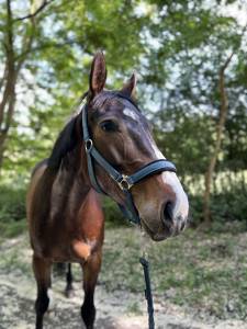 Jument 6 ans à vendre