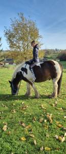 Donne irish cob contre bons soins.