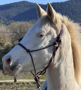 Miko Colordream - Arabian Half Blood 2022 by Indian Soul Angelpah