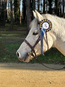Castrone pfs pony francese da sella in vendita 2018 grigio