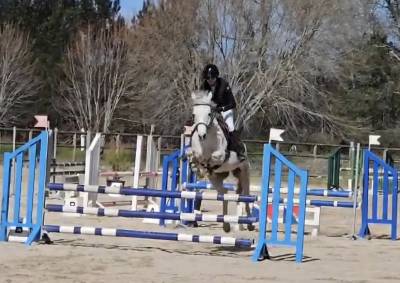 Caballo castrado pfs poni françés de silla en venta 2018 tordo