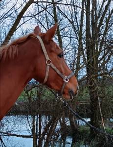 Mare selle français for sale 2021 chesnut