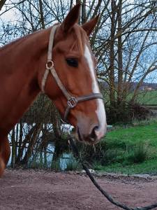 Mare selle français for sale 2021 chesnut