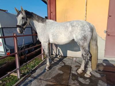 Cavallo sella italiano - 10 anni