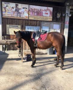 Cavallo baio del 2012