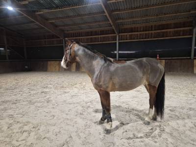 Ruin Franse rijpony PFS Te koop 2015 Donker bruin / bai