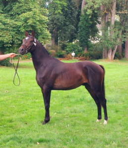 Gelding French Saddle Pony For sale 2022 Black