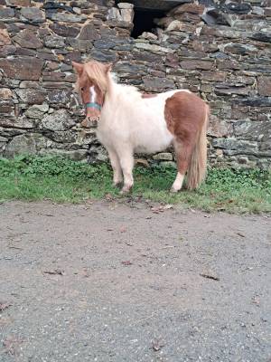 Hongre shetland pp 18 mois