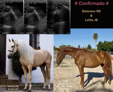 Yegua pre alazán alzada 1,76 estructura y movimientos 