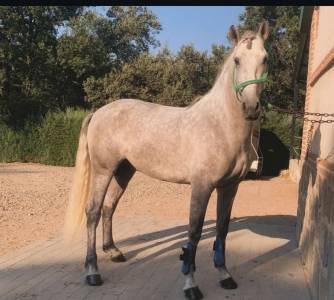 PRE Cartujano 4 a&ntilde;os 