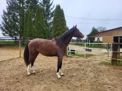 Filly zangersheide for sale 2023 bay