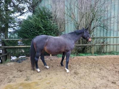 Fattrice sbs cavallo da sport belgio in vendita 2010 baio scuro