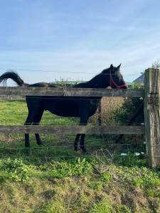 Cheval en demi pension ou a vendre