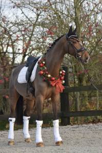 Hongre kwpn de 8 ans idéal cce